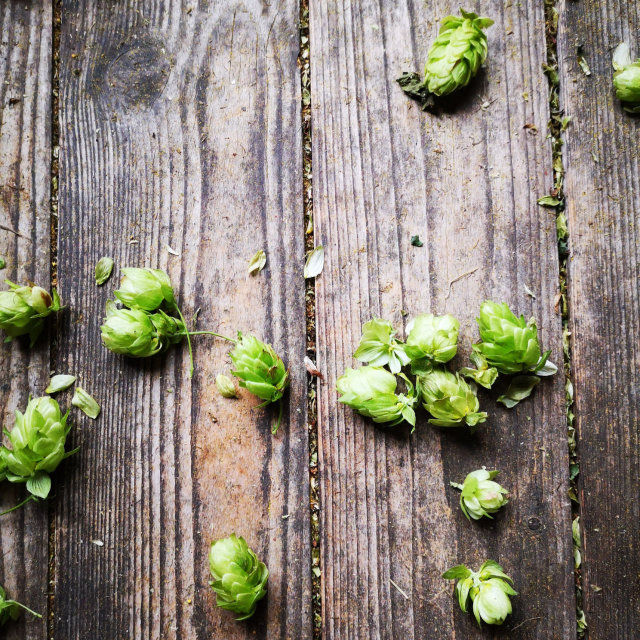 Hopfen beim trocknen